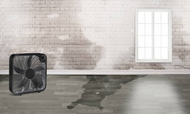 Best Mold removal after water damage  in Sharon, WI